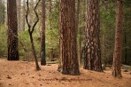 Yosemite, forest, tree, pine, California